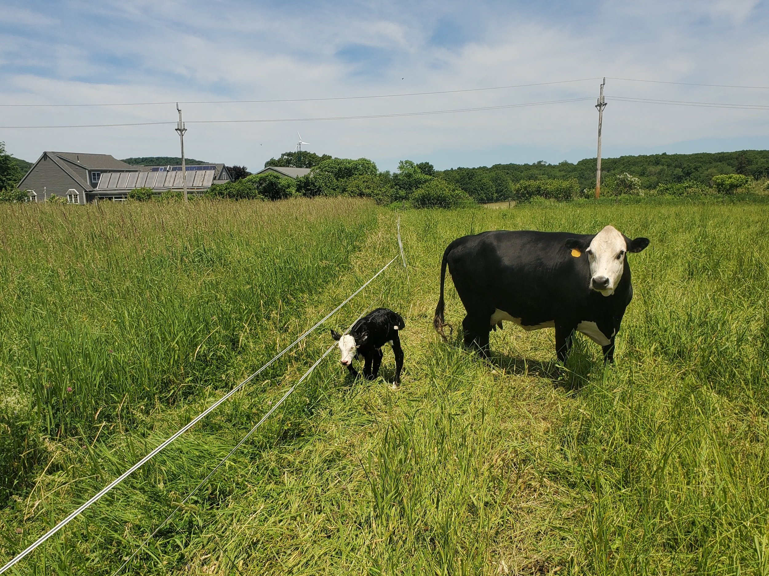 Plante+Farm+-+713B1566-9B12-44A9-8347-045755F42D8E A black and white cow stands in a lush green field beside its calf, with a modern farmhouse featuring solar panels in the background under a clear blue sky.