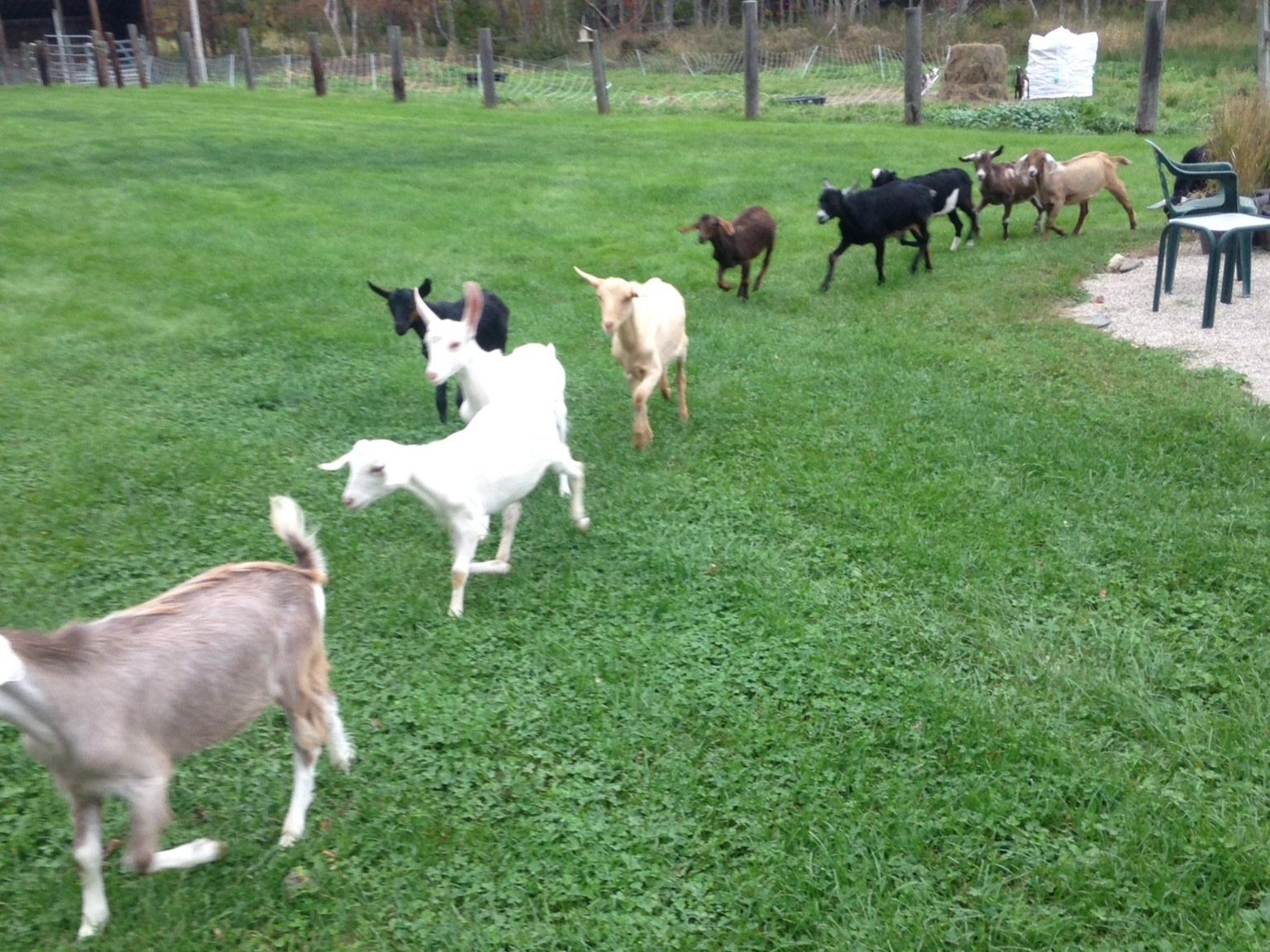 Plante+Farm+-+EC898E10-4D81-499E-BF2E-27A1A27988D2 A group of goats of various colors, including white, black, and brown, walking across a green grassy field with a rural farm backdrop.