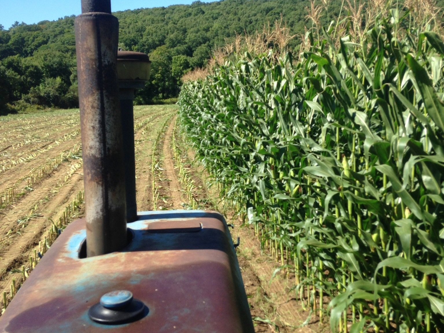 Plante+Farm,+MA+-+72856FAE-9C17-4E82-8D3D-4B9FA8E28751 Tractor view navigating through a cornfield, showcasing rows of healthy corn plants and lush greenery in the background, emphasizing agricultural practices and rural landscape.