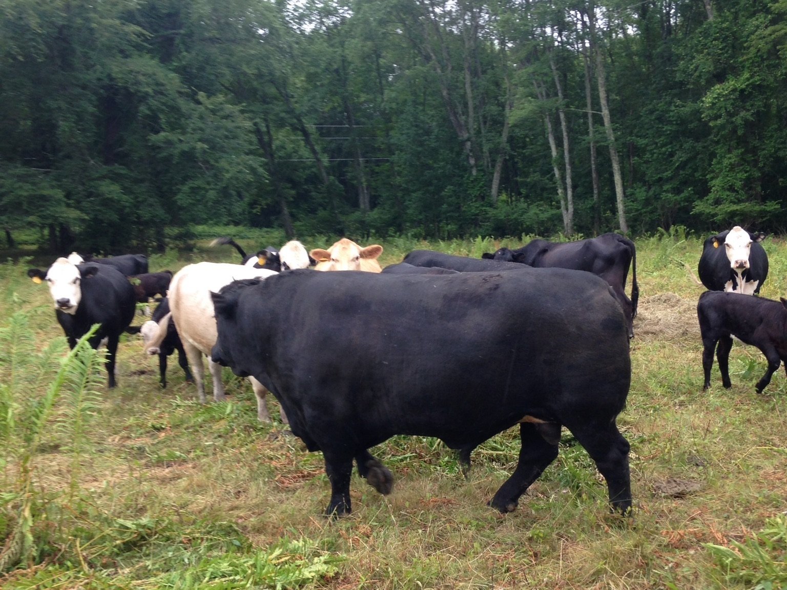 Plante+Farm,+MA+-+81874B7C-E458-46CA-B1AC-881CC207AD87 Herd of cattle grazing in a lush, green pasture surrounded by trees, featuring a mix of black and white cows, including calves.